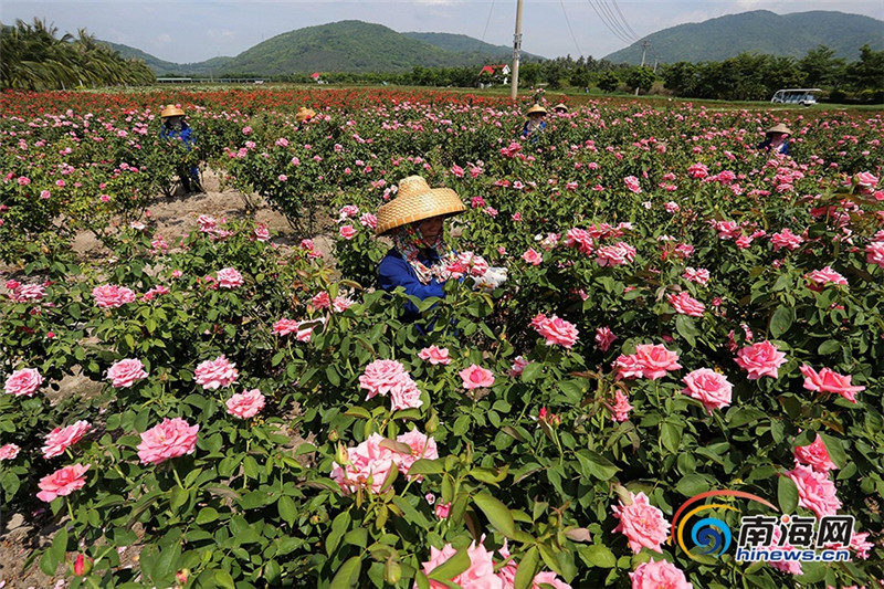 回访习近平视察海南——三亚玫瑰谷:盐碱地开出玫瑰花