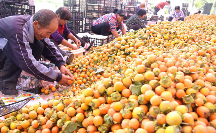 山西运城永济市虞乡镇柿子大丰收