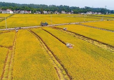 四川率先启动农业“两区”划定和建设 放开手脚去种粮