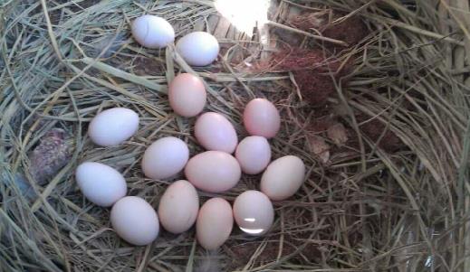 云南罗平:“小寨土鸡”助农增收脱贫