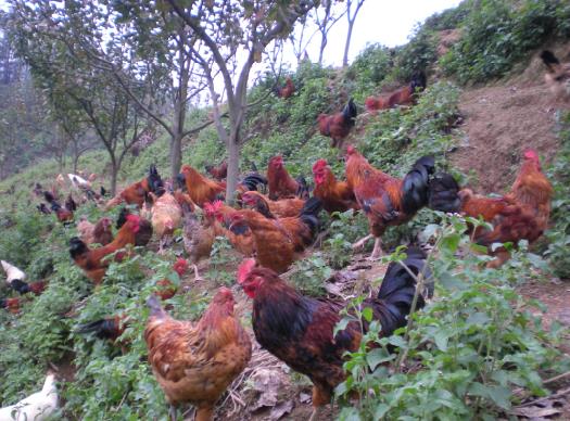 云南罗平:“小寨土鸡”助农增收脱贫