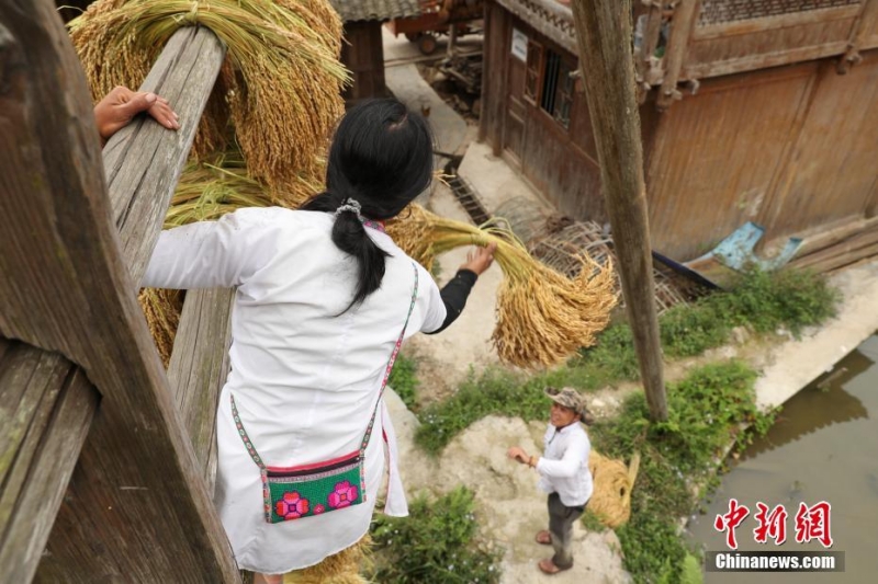 贵州从江占里侗寨糯稻初上架