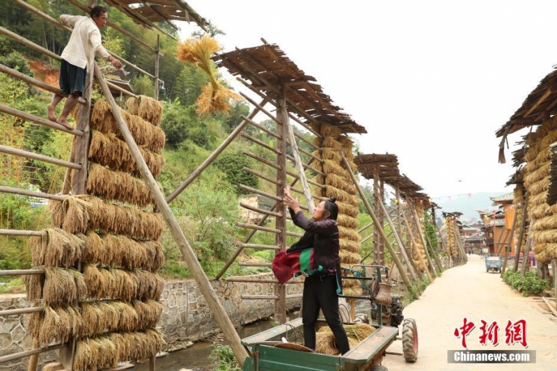 贵州从江占里侗寨糯稻初上架