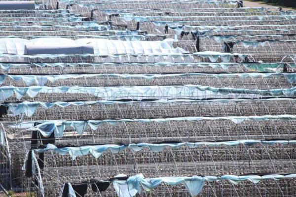 黑龙江:黑木耳带领拜泉贫困户走向致富路