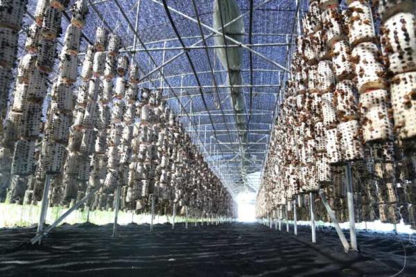 黑龙江:黑木耳带领拜泉贫困户走向致富路