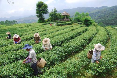 㶫ţũԱȺ조еĲ硱