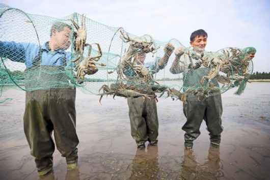 上海黄浦江大闸蟹今开捕 50%产量已被预订