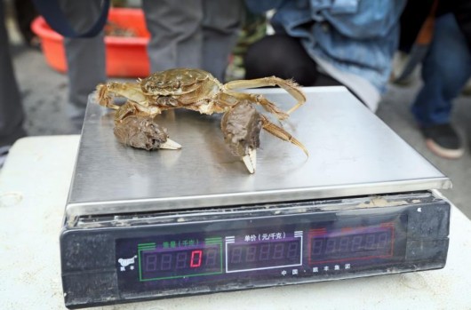 上海黄浦江大闸蟹今开捕 50%产量已被预订