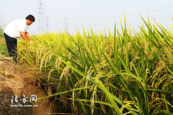 ָСվͳֲ 쾫Ʒũҵ