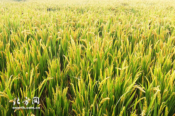 ָСվͳֲ 쾫Ʒũҵ