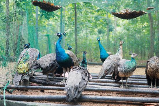 ɫ̬·¸ Ϸɫ̬ũҵС