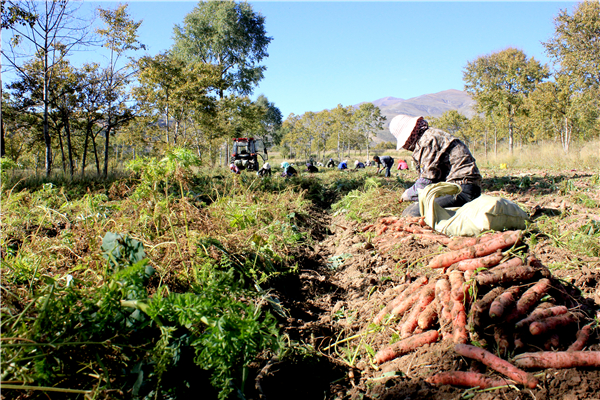 青海西宁市湟源县露地蔬菜生产