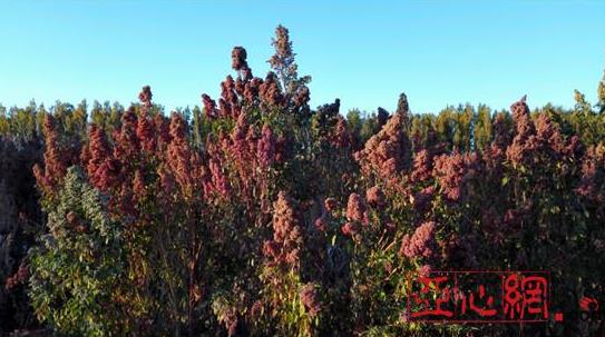 新疆兵团第十二师二二二团引进特种作物喜获丰收
