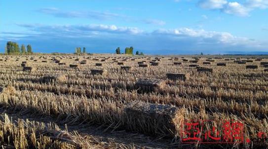 新疆兵团第十二师二二二团引进特种作物喜获丰收