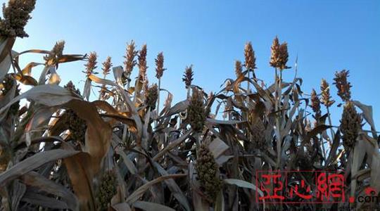 新疆兵团第十二师二二二团引进特种作物喜获丰收