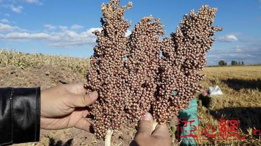 新疆兵团第十二师二二二团引进特种作物喜获丰收