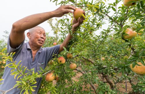 安徽淮北相山区黄里石榴喜获丰收