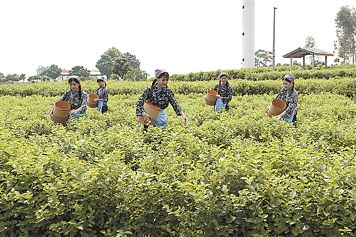 广西横县:茉莉之乡精彩蝶变