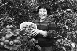 山西稷山县:山楂丰收助农脱贫致富