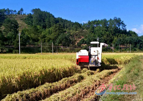 福建宁化:水稻制种喜获丰收
