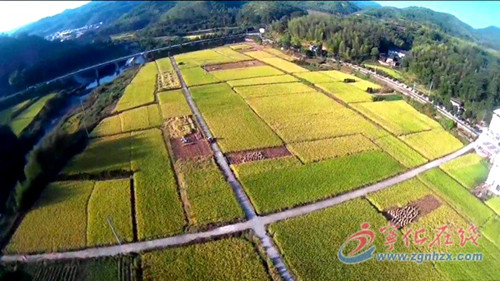 福建宁化:水稻制种喜获丰收