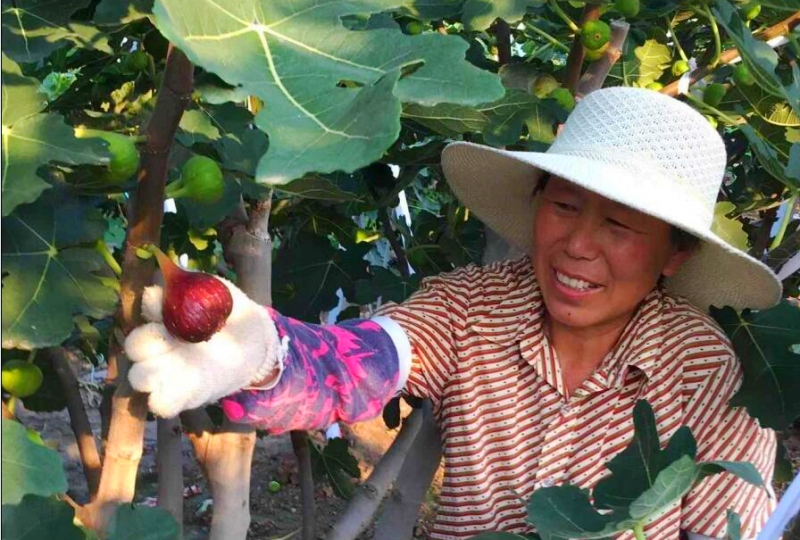 ɽī800Ķ޻ջ ȫлֲ