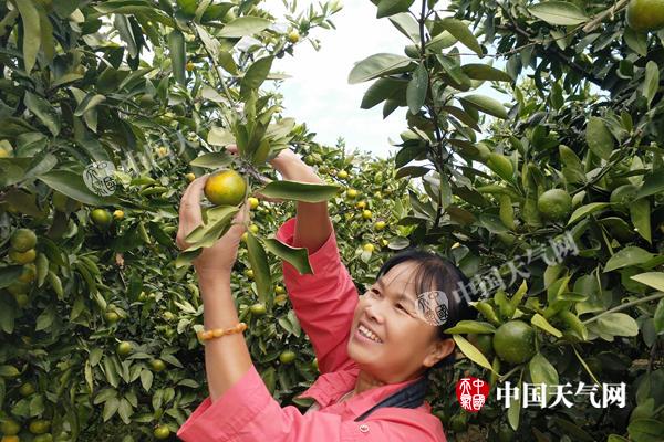 广西平乐柑桔喜获丰收