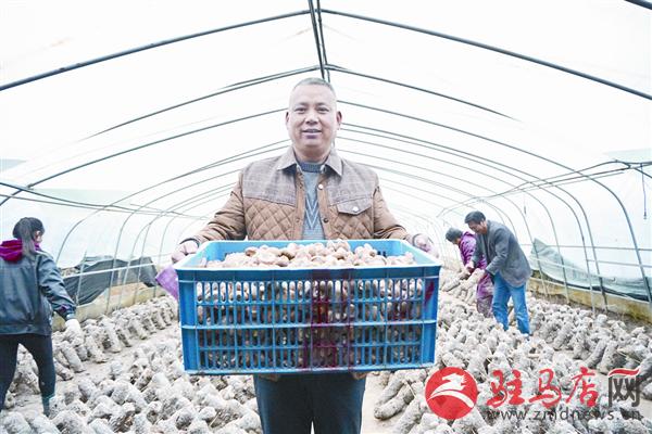 河南:食用菌专业合作社助贫困户脱贫