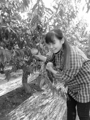 河北平山县:寿桃丰收 喜悦爬上果农眉梢