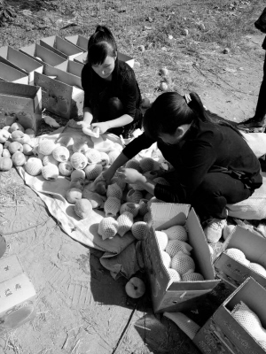 河北平山县:寿桃丰收 喜悦爬上果农眉梢