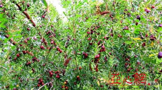 ɫֹҵչ̾½пѷũ¸·