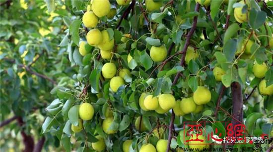 ɫֹҵչ̾½пѷũ¸·