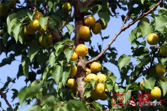 ɫֹҵչ̾½пѷũ¸·