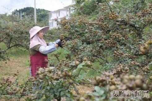 贵州安顺金刺梨:又到一年成熟时