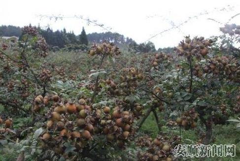 贵州安顺金刺梨:又到一年成熟时