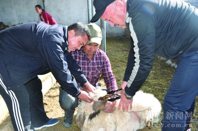 新疆伊犁牧业村村民喜领扶贫羊