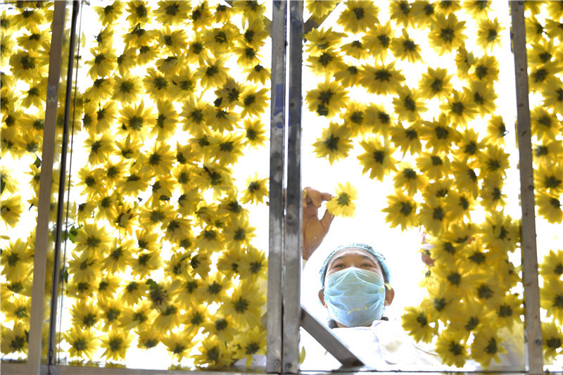 河北邢台:“美丽产业”富农家