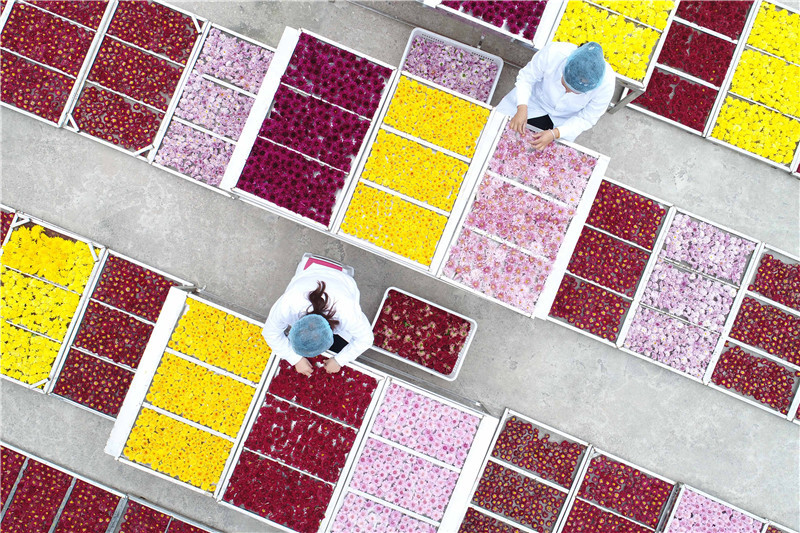 河北邢台:“美丽产业”富农家