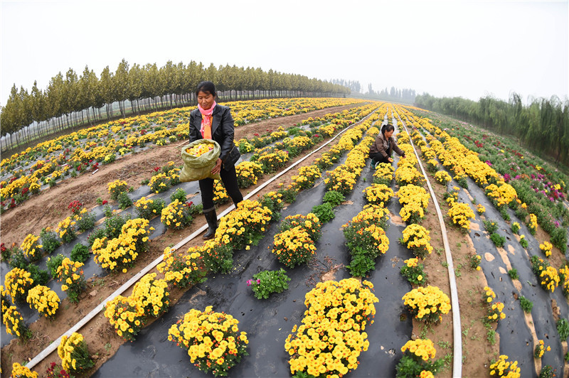 河北邢台:“美丽产业”富农家