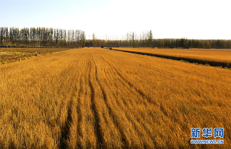 天津蓟州区清甸洼5万亩水稻喜获丰收