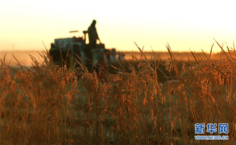 天津蓟州区清甸洼5万亩水稻喜获丰收