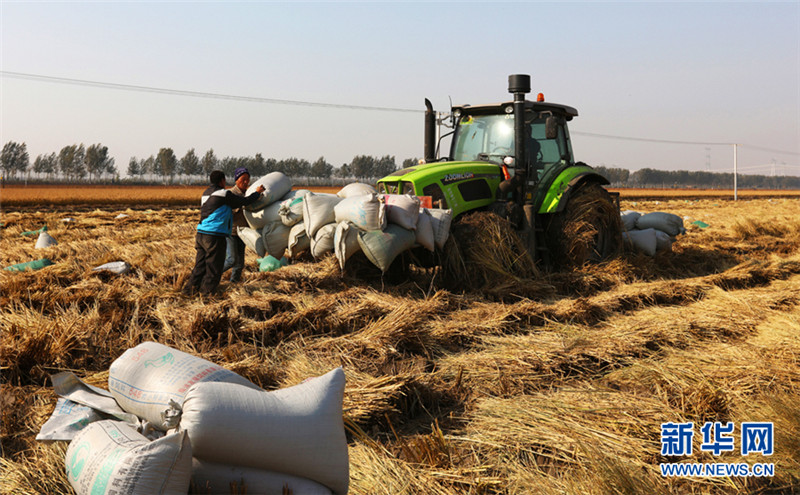 天津蓟州区清甸洼5万亩水稻喜获丰收