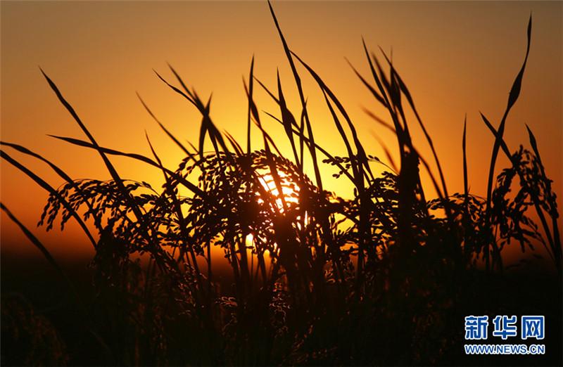 天津蓟州区清甸洼5万亩水稻喜获丰收