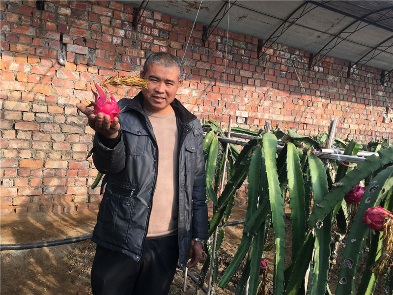 内蒙古包头市休闲农业再添“新贵” 火龙果采摘日渐火热