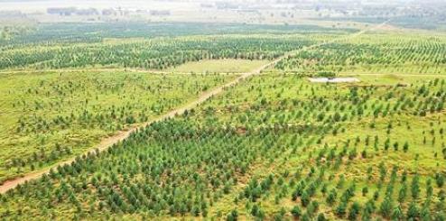 推进现代农业发展 内蒙古划定“两区”6300万亩