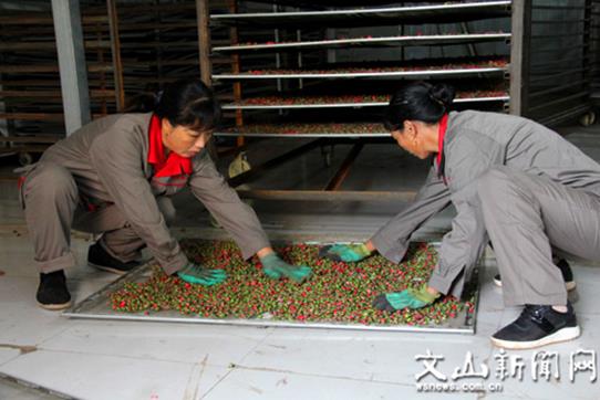 云南砚山县阿舍乡玫瑰花产业铺就致富路