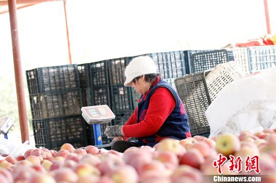 新疆阿克苏首批“冰糖心”苹果专列发往浙江