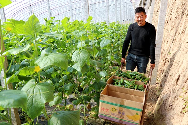 安徽亳州市谯城区:水果小黄瓜 致富大产业