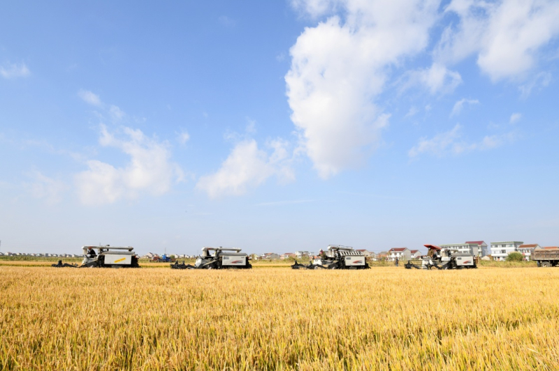 江苏启东:土地流转为现代农业注入新活力