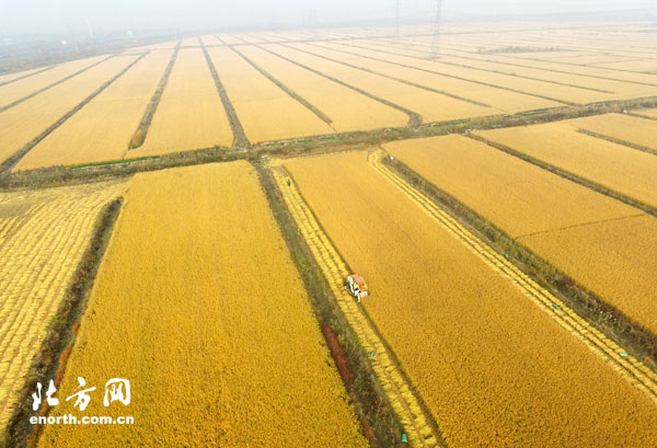 天津西青区王稳庄水稻丰收 金黄稻田像一首歌
